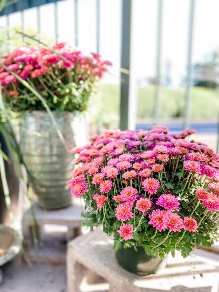Pink flowers in containers placed outdoors