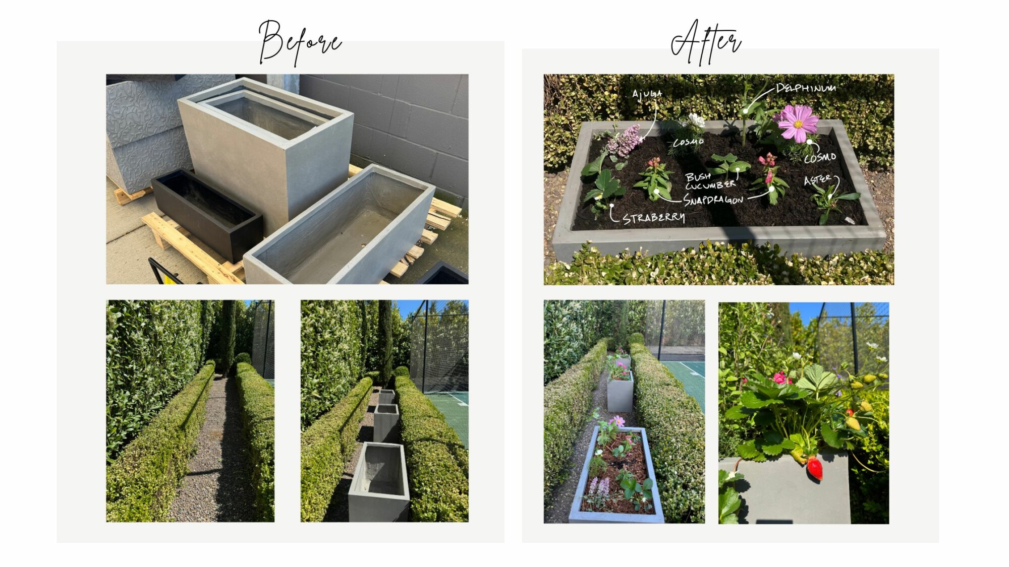 Before and After Garden pictures